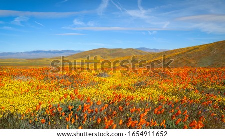 Orange Poppy Fields California Superbloom
