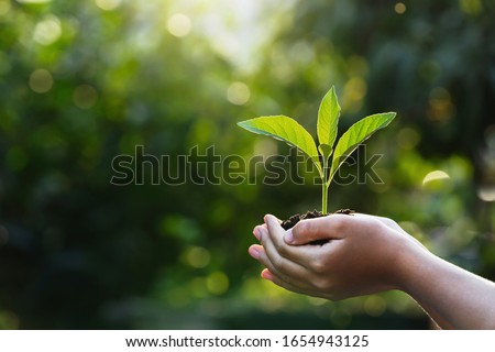 hand children holding young plant with sunlight on green nature background. concept eco earth day