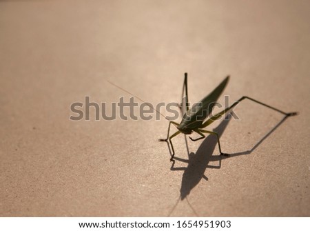 Grasshopper on a light brown wood floor, taking pictures in the morning, sunny, with natural light, while the sun rising into the warm sky, suitable for food-eating insects, taken from the top corner.
