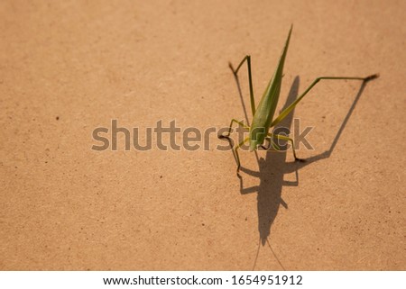 
Grasshopper on a light brown wood floor, taking pictures in the morning, sunny, with natural light, while the sun rising into the warm sky, suitable for food-eating insects, taken from the top corner