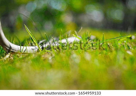 Selective focus on grassy ground