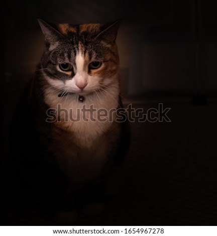 This a beautiful closeup photo of Priscilla a calico cat.