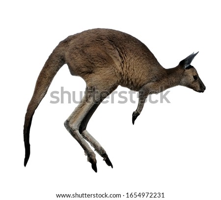 One Western Gray Kangaroo Jumping isolated on white background. No people. Copy space