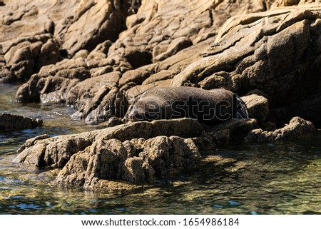 a fur seal lazing on a rock