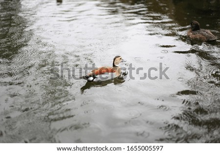 photo image of duck swimming