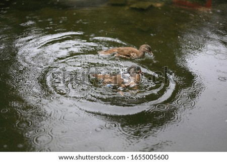 photo image of ducks swimming