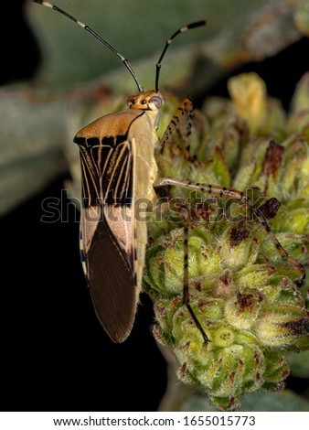 Leaf-footed Bug of the species Hypselonotus fulvus