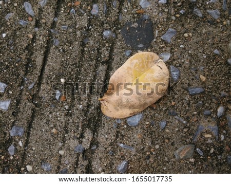 Dry leaf falling on cement ground