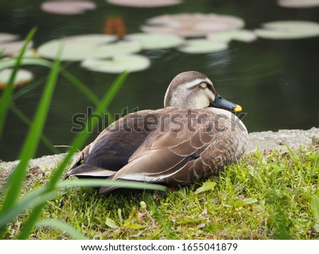 lies a duck on a city pond