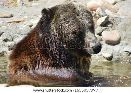 Brown grizzly bear resting in cool water with rocky shore in background.