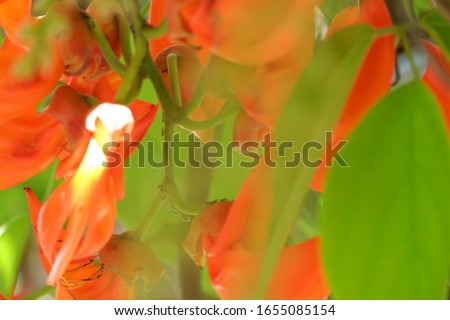 Close Up image of Bunga Kuku Macan / Red Jade Vine (Mucuna bennettii) comes from new guinea, tropical climbing plants with bright red flower bunches. has a fleshy flower crown and hangs down