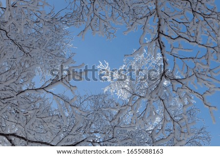 The sky is blue. Trees and branches in hoarfrost. On open air.