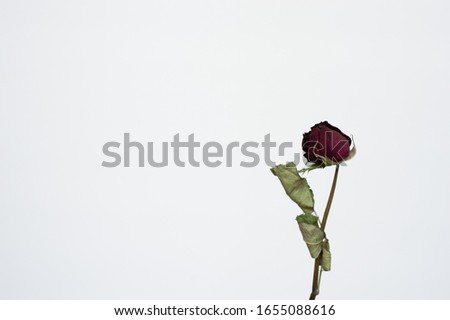 Red roses that have withered over time On a white background