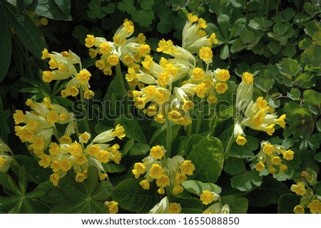 Yellow Primula veris (cowslip, common cowslip, cowslip primrose; syn. Primula officinalis Hill) is a herbaceous perennial in the primrose family Primulaceae Royalty-Free Stock Photo #1655088850