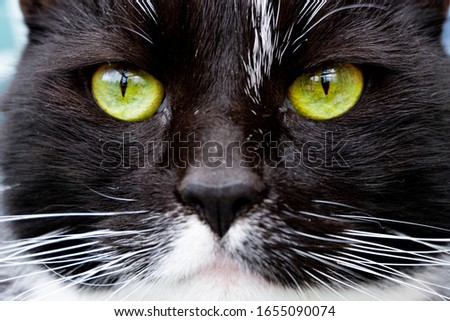 Close up of a black cat with green eyes looking directly at you