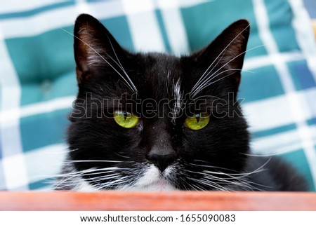 Close up of a black cat with green eyes looking directly at you