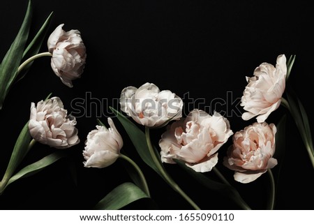 Beautiful pink peony tulip flowers on black background. Vintage floral composition.