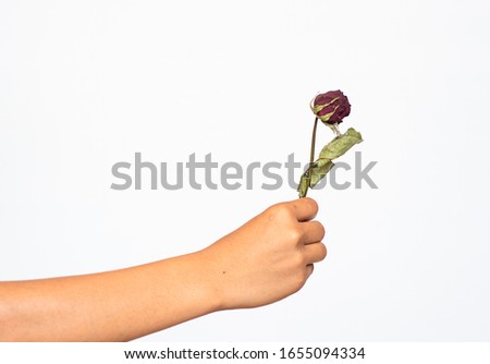 Handing a red rose that has withered for someone On a white background