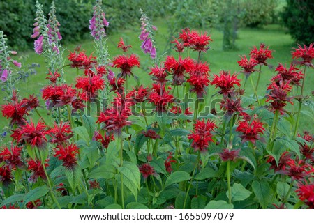 Monarda is a genus of flowering plants in the mint family, Lamiaceae. Common names include bee balm, horsemint, oswego tea, and bergamot Royalty-Free Stock Photo #1655097079