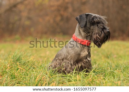 Czech Terrier sitting on the grass Royalty-Free Stock Photo #1655097577