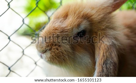 Rabbit on green grass. Home decorative rabbit outdoors