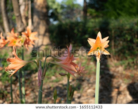 Beautiful pink hippeastrum or amaryllis flowers in the garden.