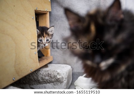 The cat turned away from her little kitten, she is exhausted and in postpartum depression, a homeless poor life, house in a box Royalty-Free Stock Photo #1655119510