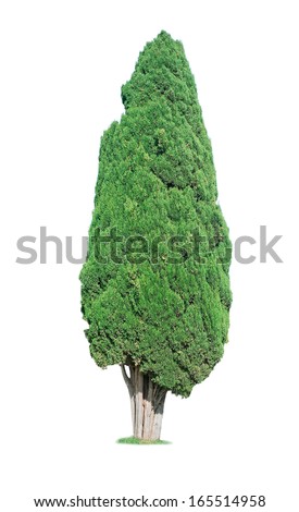 cypress tree isolated on white background Royalty-Free Stock Photo #165514958