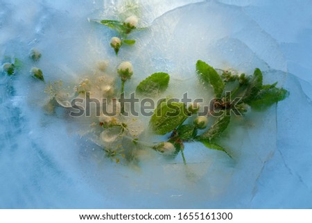 Background of branch cherry  flower    in ice   cube with air bubbles. Flat lay consept for  spring  card.