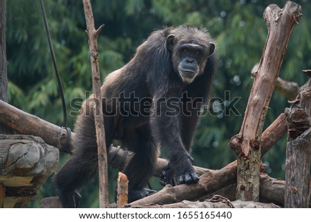 The chimpanzee (Pan troglodytes), also known as the common chimpanzee, robust chimpanzee, or simply "chimp", is a species of great ape native to the forests and savanna of tropical Africa. Royalty-Free Stock Photo #1655165440