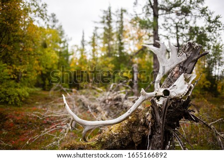 Deer horns with blurred background found in nenets autonomous okrug, Russian Arctic