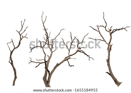 Dry branch of dead tree with cracked dark bark.beautiful dry branch of tree isolated on white background.Single old and dead tree.Dry wooden stick from the forest isolated on white background . Royalty-Free Stock Photo #1655184955