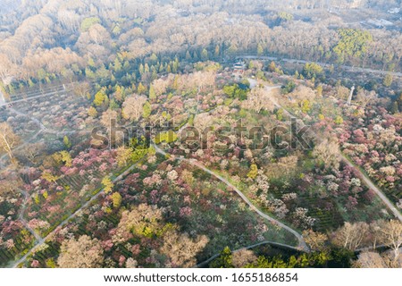 Aerial View of Colorful Plum Blossoms Blooming in Spring