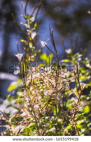 a flowering Plant full of Cobwebs in Summer