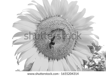 Bumble bee swarming in sunflower Picture in black and white style.
