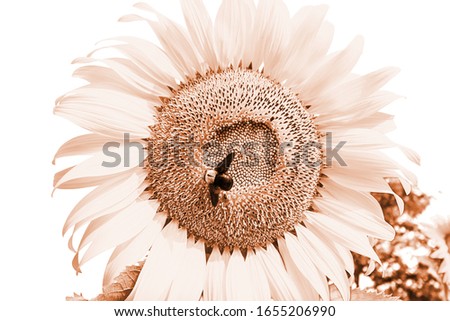 Bumble bee swarming in sunflower Picture in sepis color style.