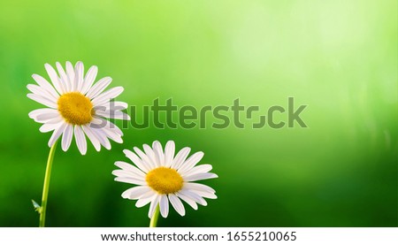 Summer Background with Daisies flowers meadow in sunlight. Beautiful nature scene with two blooming chamomile flowers close up in Summer Day. Alternative medicine. Template Web Banner With Copy Space