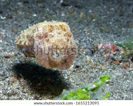 Cuttlefish of Lembeh Stait, Indonesia