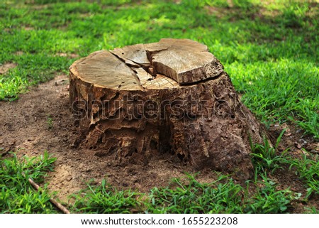 Tree stump in the forest Royalty-Free Stock Photo #1655223208
