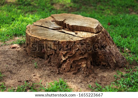 Tree stump in the forest Royalty-Free Stock Photo #1655223667