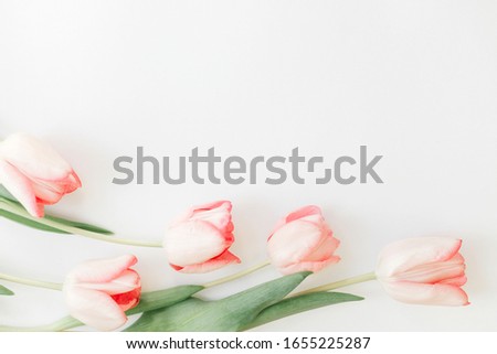 Pink tulips border flat lay on white background, space for text. Stylish soft spring image. Floral Greeting card mockup. Creative minimal  photo. Happy women's day. Happy Mothers day.
