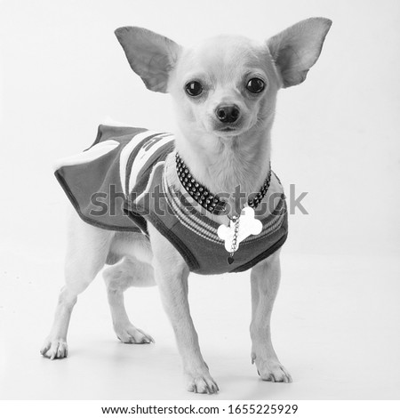 Chihuahua Wear dress Black and white