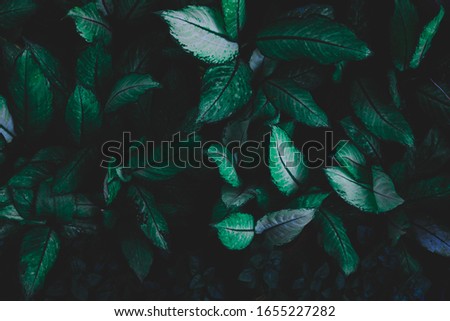 Green leaves background.Green leaves color tone dark  in the morning.Tropical Plant in Thailand,environment,good air,fresh.photo concept nature and plant.