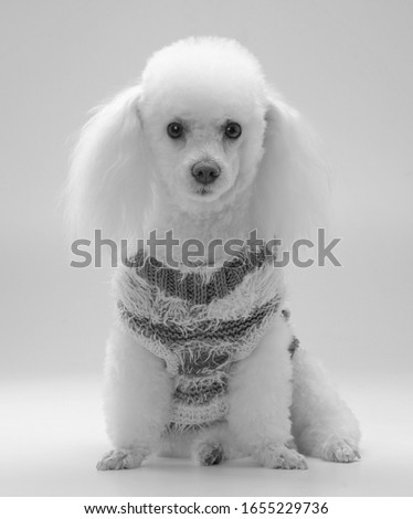 Poodle Wear a shirt Black and white