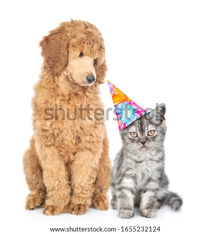 Adult poodle dog looks at cat who wearing birthday`s hats. Isolated on white background