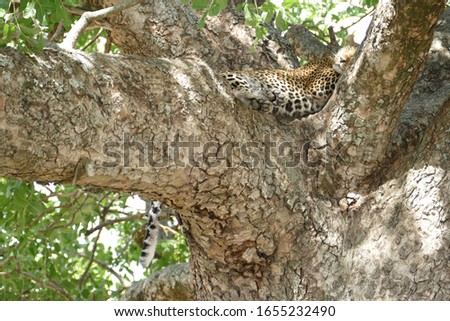 Adorable leopard sleeping in a tree between branches in Masai Mara National Reserve - Kenya