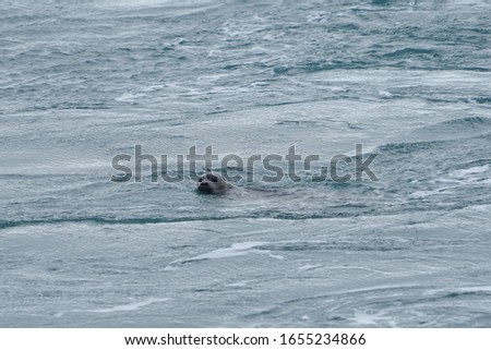 A seal on a Iceland glacier lake