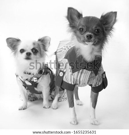 Chihuahua Wear a shirt Two in one picture Black and white