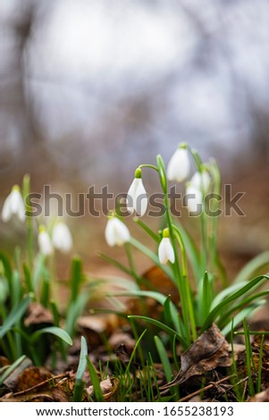Snowdrop flowers (Galanthus nivalis). In the forest in the wild, snowdrops are first sign of the spring. 