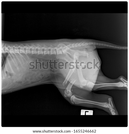 x ray left femur fracture dog side view 